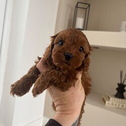 F1 toy Cavapoos red (health tested)/Cavapoo/Female/Sex: Mixed Litter,Hello and welcome to our advert here’s our adorable litter of f1 toy Cavapoos. We have both boys and girls looking for their forever homes .