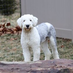 Luke/Sheepadoodle									Puppy/Male	/8 Weeks,Hi, I’m Luke! I’m an adorable Sheepadoodle puppy and basically a fluffy little bundle of joy. With my soft, wavy coat and bright, curious eyes, I love exploring, playing, and then curling up close for some cozy cuddle time. I’ve got a fun, gentle personality and a whole lot of love to give, and I can’t wait to make tons of happy memories with my forever family.