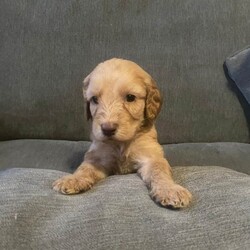 Irish doodle pups/Irish Doodle/Female/Sex: Mixed Litter,Beautiful irish doodle pups, mother is an Irish doodle and there father is a standard poodle, I have 1 male and 4 females remaining. They have received there first vaccinations and are microchiped.