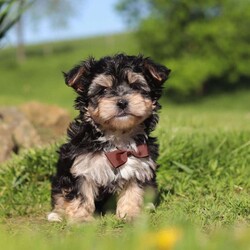 Scooby/Morkie / Yorktese									Puppy/Male	/9 Weeks,Meet Scooby, an adorable Morkie puppy with a playful personality and a heart full of love! I’m the perfect mix of cuddly and curious—I love exploring, playing with my toys, and snuggling up for plenty of affection. With my soft, fluffy coat and sweet expression, I’m sure to steal your heart the moment you meet me.