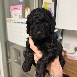 6 miniature cockapoo puppies /Cockapoo/Female/Sex: Mixed Litter,F2 Cockapoo Puppies - Premium Puppy Pack included.                                                             