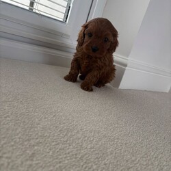 F1 toy Cavapoos red (health tested)/Cavapoo/Female/Sex: Mixed Litter,Hello and welcome to our advert here’s our adorable litter of f1 toy Cavapoos. We have both boys and girls looking for their forever homes .
