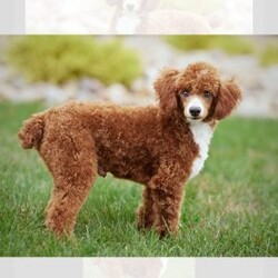 Archie/Miniature Poodle									Puppy/Male	/8 Weeks,Meet Archie! He is a gorgeous deep red AKC registered purebred mini poodle, with flashy white markings placed perfectly on his face and chest, making him the most adorable fluffy little puppy! The poodle is non shedding and hypoallergenic making them the ideal companion to have in your life. The mom “Addie” is a loving 11lb AKC mini poodle and dad “Miles” is a gentle 12lb AKC purebred poodle, they have amazing temperaments and great confirmation! Both parents are completely genetic tested and clear of any genetic diseases, this assures your puppy a solid health foundation to their life! Archie is updated on all vaccinations and deworming schedule as well as health checked by our local veterinarian to assure proper health before going to his forever home. Included will be all health records, AKC registration papers and a small baggie of food to help transition to his new home, as well as our extended health and genetic guarantee! Our puppies go through the ENS program, as well as socializing with us each day to help bring out the best in each puppy! Your puppy is also started on crate training. Shipping is available anywhere in the USA or Puerto Rico. Visits are also welcome! Call or text Duane to discuss further details!