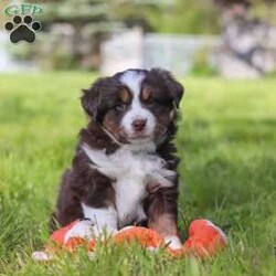 Tucker/Australian Shepherd									Puppy/Male	/7 Weeks,Meet Tucker, an adorable AKC Australian Shepherd puppy with a fun-loving personality and a heart full of affection! This handsome little boy is always ready for his next adventure, whether he’s playing with his favorite toys, exploring the outdoors, or curling up beside you for cuddle time after a busy day. With his soft fluffy coat, bright expressive eyes, and intelligent nature, Tucker is sure to steal the hearts of everyone he meets. Australian Shepherds are known for their loyalty, intelligence, and loving personalities, making Tucker an excellent companion for families, active individuals, or anyone searching for a faithful best friend.