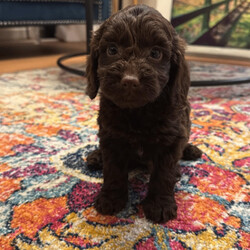 Cockerpoo puppies /Cockapoo/Female/Sex: Mixed Litter,Our Cockerpoo puppies are ready to leave and find there forever homes we have 3 males & 2 females who are very well socialised due to being raised in a family home with our children mum is our family pet Lady she is a KC registered working cocker who is full of fun & very clever Dad is a KC registered fox red miniature poodle
