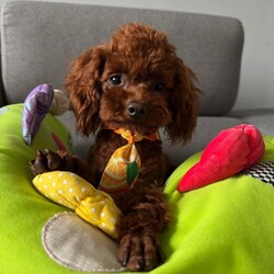Adopt a dog:Asian Toy Poodle/Toy Poodle/Female/Sex: Male,Selling our lovely health tested boy. Both parents are Asian Toy Poodles. Very small boy, smaller than regular Toy Poodles.