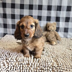 Basil/Dachshund									Puppy/Male	/March 15th, 2026
