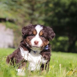 Tucker/Australian Shepherd									Puppy/Male	/7 Weeks