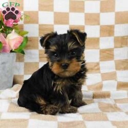 Samson/Yorkie									Puppy/Male	/7 Weeks,Meet your new BFF, Samson! This adorable Yorkie puppy is vet checked & up to date on shots & wormer. He is registered with the ACA, plus comes with a health guarantee provided by the breeder! Samson is well socialized & currently being family raised with children!