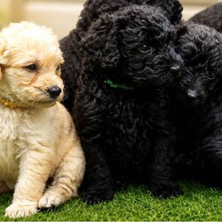 Adopt a dog: Beautiful Curly Black Labradoodle Boy – Last One Looking for His Forever Home /Labradoodle/Female/Sex: Female,Beautiful  Black Labradoodle Boy – Last One Looking for His Forever Home