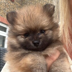 Pomeranian pups ready now /Pomeranian/Female/Sex: Mixed Litter,Beautiful litter of Pomeranian pups ready now, no time wasters, serious buyers only 