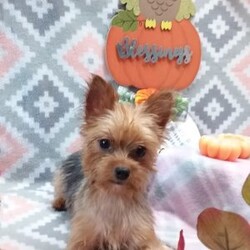 Samson/Yorkie									Puppy/Male	/7 Weeks,Meet your new BFF, Samson! This adorable Yorkie puppy is vet checked & up to date on shots & wormer. He is registered with the ACA, plus comes with a health guarantee provided by the breeder! Samson is well socialized & currently being family raised with children!