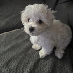 9 week old Maltese puppy for sale/Maltese/Female/Sex: Male,This lovely fur baby was 1/4 Puppies that have gone to their new homes! 