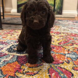 Cockerpoo puppies /Cockapoo/Female/Sex: Mixed Litter,Our Cockerpoo puppies are ready to leave and find there forever homes we have 3 males & 2 females who are very well socialised due to being raised in a family home with our children mum is our family pet Lady she is a KC registered working cocker who is full of fun & very clever Dad is a KC registered fox red miniature poodle