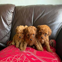 Adopt a dog:Toy poodle/Poodle/Female/Sex: Mixed Litter,Toy poodle.dad is a very tiny toy kc reg poodle and mum is a toy as well.they are defleat,will be vaccinated and microchiped.thank you.
