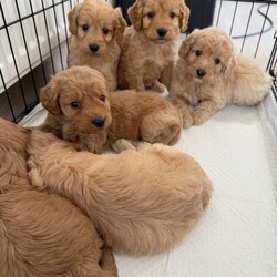 Cockapoo puppies/Cockapoo/Female/Sex: Mixed Litter,Here we have our Millie’s 6 beautiful baby’s looking for there forever future 