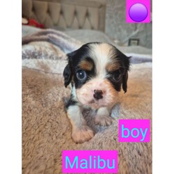 6 beautiful king charles cavalier spaniel puppies looking for forever homes  /Cavalier King Charles Spaniel/Female/Sex: Mixed Litter,We have 6 gorgeous king Charles cavalier spaniel puppies looking for their forever homes.
