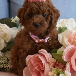 Harper/Toy Poodle									Puppy/Female	/11 Weeks,Beautiful litter of AKC Registered, Microchipped, Vaccinated and Dewormed pups, These red poodle pups are beautiful as you can see. When they are fully mature they will be in the 7 to 9 pound range, a couple of the pups are on the smaller side and might be slightly smaller (5 to 7lbs) at maturity, the father and mother of the litter are 7.5lbs and 8lbs, the parents have been health tested and are healthy and have show champions in their pedigrees, my pups are playful and silly, they are not hyperactive but instead are easy going playful puppies, they don’t get separation anxiety and will simply play with their stuffed animals when you are busy doing other things or when you leave the home. our puppies and adults are not yappers, we have started the puppies on crate training and potty pad training and they are doing excellent, each puppy will also come with a One Year Health Guarantee, we are looking for loving Pet homes where they will be part of the family, you are welcome to come to my homie and meet the pups and parents in person to see if its a good fit and to see the environment they are raised in, if you are not in the immediate area meeting at a halfway point can be arranged as long as its a reasonable distance, if you are serious call or text, thanks 