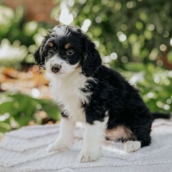 Luke/Mini Bernedoodle									Puppy/Male	/March 5th, 2026