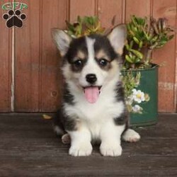 Mable/Pembroke Welsh Corgi									Puppy/Female	/March 3rd, 2026,Mable is a mellow and sweet Pembroke Welsh Corgi puppy who is cute as can be! This pretty girl comes home with a health guarantee provided by the breeder, plus has been seen by a vet and is up to date on shots and de-wormer. Family raised and socialized, Mable is ready to meet you!