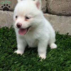 Bella/Pomsky									Puppy/Female	/6 Weeks,Meet Bella! I am a sweet and playful pomsky ! I am very well socialized and love to play with kids! My adult weight will be between 12 and 20 lbs. 