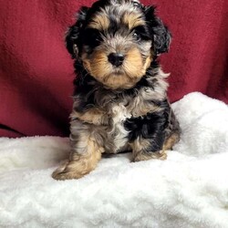 Lincoln/Shih-Poo									Puppy/Male	/6 Weeks