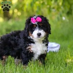 Gina/Mini Bernedoodle									Puppy/Female	/8 Weeks,Hi, I’m Gina! I’m an adorable Mini Bernedoodle with a happy-go-lucky personality and a heart full of love. I enjoy making new friends, exploring everything around me, and turning everyday moments into exciting adventures. Whether I’m chasing my favorite toys, playing outside, or curling up beside my favorite people for some cuddle time, I’m always happiest when I’m spending time with those I love. With my sweet nature, playful spirit, and irresistible charm, I’m ready to bring a lifetime of joy, laughter, and companionship to my forever family.