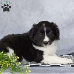 Chase/Border Collie									Puppy/Male	/March 25th, 2026,These beautiful Border Collie puppies are looking for their forever homes! Family-raised and extremely well socialized, these sweet pups are ready to join you on every adventure. Known for their intelligence and eager-to-please personalities, Border Collies are quick learners who thrive on companionship and activity.