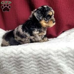 Lincoln/Shih-Poo									Puppy/Male	/6 Weeks,Lincoln is a very sweet and well socialized puppy.He loves to play with children and will make the perfect companion for anyone. His mama is an 11# Shih Tzu and dad is a 8# mini poodle pup. We offer transport to your door for an additional charge. Please contact us to make sweet Lincoln your very own puppy!