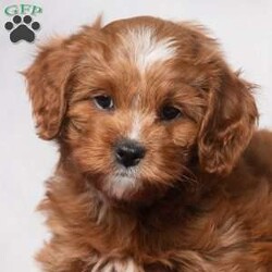 Kassidy/Cavapoo									Puppy/Female	/11 Weeks,Meet Kassidy! This little sweetie is looking for a new home. She has white underneath her throat. She would love to be your best friend! 