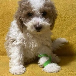  Beautiful Toy Poodle Puppies /Toy Poodle/Female/Sex: Mixed Litter, Beautiful Toy Poodle Puppies – Ready for Their Forever Homes 