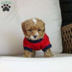 Brady/Cavapoo									Puppy/Male	/7 Weeks,Meet Brady, a F1B cavapoo! He’s full of energy, curiosity, and unconditional love, always ready to explore, chase toys, and discover something new. When the day winds down, he’s happiest curled up close, soaking in every cuddle with his sweet, gentle nature. His petite size makes him even more special, offering the perfect blend of affection, fun, and charm. He’ll make a wonderful companion for families, singles, or anyone looking for a loyal little friend.
