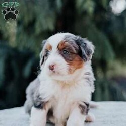 Paris/Mini Bernedoodle									Puppy/Female	/March 26th, 2026,Meet our adorable mini bernedoodle puppies.They are so cute and lovable and are raised on our family farm around small children.The sire is an 80 lb Bernese mountain dog and the dam is a 16 lb mini poodle.These puppies are vet checked,vaccinated and come with a 30 day health guarantee.If you are interested in adopting one of these puppies feel free to contact Jonas or Naomi anytime.