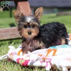 Ollie/Yorkie									Puppy/Male	/16 Weeks,Get ready to fall in love with Ollie—your new little bundle of joy! This irresistible AKC Yorkie puppy is bursting with personality, charm, and nonstop sweetness. With his soft, fluffy coat, sparkling curious eyes, and the cutest little face you’ve ever seen, he knows exactly how to steal hearts everywhere he goes!