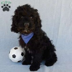 Smokey/Cockapoo									Puppy/Male	/14 Weeks,Prepare to fall in LOVE!! My name is Smokey and I would love to come home with you! I am sure with one look into my warm, sweet eyes and I’ll be sure I will have captured your heart already! I am very happy, playful and very kid friendly! I stand out above the rest with my beautiful black phantom coat! Full of personality and always ready to give amazing puppy kisses, I would love to fill your home with all of my puppy love! I have been vet checked and I am up to date on vaccinations and dewormings and I will also come with a 1-year guarantee with the option of extending it to a 3-year guarantee.  Shipping is available anywhere in the USA! My mother is Jenny , our sweet, loving 22# Cocker Spaniel, and my father is Louie our 12# mini poodle and he is genetic tested! That makes me an F1 cockapoo and I will grow to approx. 16-19# and I will be hypoallergenic and nonshedding!! Why wait when you know I am meant to be yours? Call or text Martha to make me the newest addition to your family and get ready to spend a lifetime of tail wagging fun!   (7% sales tax on in home pickups)