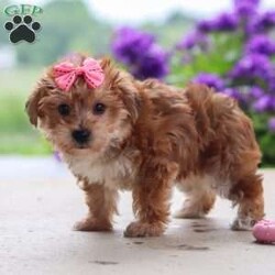 Ruby/Yorkie Poo									Puppy/Female	/13 Weeks,Ruby is a sweet and lovable Yorkie Poo with a playful personality and a heart full of affection. She loves being around people, making new friends, and spending time playing with her favorite toys. Ruby also enjoys cuddle time and will happily follow you around the house just to be close by. She has a gentle, affectionate nature and a curious little personality that makes her both entertaining and easy to fall in love with. With her soft fluffy coat, bright eyes, and happy tail wags, Ruby is sure to steal your heart from the very first meeting.