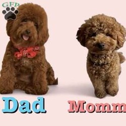 Harper/Toy Poodle									Puppy/Female	/11 Weeks,Beautiful litter of AKC Registered, Microchipped, Vaccinated and Dewormed pups, These red poodle pups are beautiful as you can see. When they are fully mature they will be in the 7 to 9 pound range, a couple of the pups are on the smaller side and might be slightly smaller (5 to 7lbs) at maturity, the father and mother of the litter are 7.5lbs and 8lbs, the parents have been health tested and are healthy and have show champions in their pedigrees, my pups are playful and silly, they are not hyperactive but instead are easy going playful puppies, they don’t get separation anxiety and will simply play with their stuffed animals when you are busy doing other things or when you leave the home. our puppies and adults are not yappers, we have started the puppies on crate training and potty pad training and they are doing excellent, each puppy will also come with a One Year Health Guarantee, we are looking for loving Pet homes where they will be part of the family, you are welcome to come to my homie and meet the pups and parents in person to see if its a good fit and to see the environment they are raised in, if you are not in the immediate area meeting at a halfway point can be arranged as long as its a reasonable distance, if you are serious call or text, thanks 