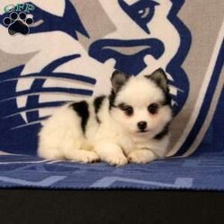Lucy/Pomsky									Puppy/Female	/12 Weeks,This baby girl is ready to find her forever home! She is expected to be 18-20lbs. full grown. She is being family raised with children and is very well socialized. She is up to date on all vaccines and preventive deworming. We encourage you to come meet her in person, however if you are out of the area, we offer facetime calls! If you have any questions or would like to make a deposit to place her on hold, give us a call/text or send us a message. All of our puppies go home with their proper paperwork, a 2 year genetic health guarantee, 30 free trail of Trupanion Pet Insurance, pre-paid registration that is emailed to you once you bring your puppy home, a pre-paid online K9 Master Class and microchipped. Each of our puppies also go home with some food to transition on, NuVet & treats. We do accept Venmo & PayPal. license#4240