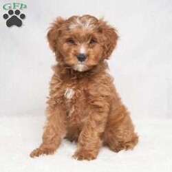Kassidy/Cavapoo									Puppy/Female	/11 Weeks,Meet Kassidy! This little sweetie is looking for a new home. She has white underneath her throat. She would love to be your best friend! 
