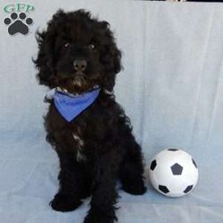 Smokey/Cockapoo									Puppy/Male	/14 Weeks,Prepare to fall in LOVE!! My name is Smokey and I would love to come home with you! I am sure with one look into my warm, sweet eyes and I’ll be sure I will have captured your heart already! I am very happy, playful and very kid friendly! I stand out above the rest with my beautiful black phantom coat! Full of personality and always ready to give amazing puppy kisses, I would love to fill your home with all of my puppy love! I have been vet checked and I am up to date on vaccinations and dewormings and I will also come with a 1-year guarantee with the option of extending it to a 3-year guarantee.  Shipping is available anywhere in the USA! My mother is Jenny , our sweet, loving 22# Cocker Spaniel, and my father is Louie our 12# mini poodle and he is genetic tested! That makes me an F1 cockapoo and I will grow to approx. 16-19# and I will be hypoallergenic and nonshedding!! Why wait when you know I am meant to be yours? Call or text Martha to make me the newest addition to your family and get ready to spend a lifetime of tail wagging fun!   (7% sales tax on in home pickups)