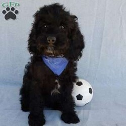 Smokey/Cockapoo									Puppy/Male	/14 Weeks,Prepare to fall in LOVE!! My name is Smokey and I would love to come home with you! I am sure with one look into my warm, sweet eyes and I’ll be sure I will have captured your heart already! I am very happy, playful and very kid friendly! I stand out above the rest with my beautiful black phantom coat! Full of personality and always ready to give amazing puppy kisses, I would love to fill your home with all of my puppy love! I have been vet checked and I am up to date on vaccinations and dewormings and I will also come with a 1-year guarantee with the option of extending it to a 3-year guarantee.  Shipping is available anywhere in the USA! My mother is Jenny , our sweet, loving 22# Cocker Spaniel, and my father is Louie our 12# mini poodle and he is genetic tested! That makes me an F1 cockapoo and I will grow to approx. 16-19# and I will be hypoallergenic and nonshedding!! Why wait when you know I am meant to be yours? Call or text Martha to make me the newest addition to your family and get ready to spend a lifetime of tail wagging fun!   (7% sales tax on in home pickups)