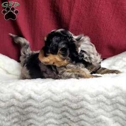 Lincoln/Shih-Poo									Puppy/Male	/6 Weeks,Lincoln is a very sweet and well socialized puppy.He loves to play with children and will make the perfect companion for anyone. His mama is an 11# Shih Tzu and dad is a 8# mini poodle pup. We offer transport to your door for an additional charge. Please contact us to make sweet Lincoln your very own puppy!