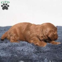 Kassidy/Cavapoo									Puppy/Female	/11 Weeks,Meet Kassidy! This little sweetie is looking for a new home. She has white underneath her throat. She would love to be your best friend! 