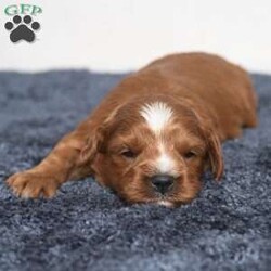 Kassidy/Cavapoo									Puppy/Female	/11 Weeks,Meet Kassidy! This little sweetie is looking for a new home. She has white underneath her throat. She would love to be your best friend! 