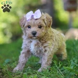 Haven/Maltipoo									Puppy/Female	/6 Weeks,Meet Haven, an adorable F1 Maltipoo who’s brimming with curiosity and charm! This little gal is always eager to explore the world around her, whether it’s sniffing out new adventures or playfully chasing after her favorite toy. Her bright eyes and wagging tail are always full of excitement, ready to turn every moment into a fun-filled experience. As a Maltipoo, she inherits the intelligence of a Poodle and the affectionate nature of a Maltese, making her an ideal companion for families or individuals alike. If you’re looking for a loyal companion who’s as inquisitive as loving, she is the perfect choice!
