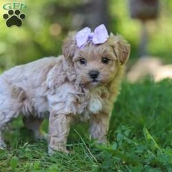 Haven/Maltipoo									Puppy/Female	/6 Weeks,Meet Haven, an adorable F1 Maltipoo who’s brimming with curiosity and charm! This little gal is always eager to explore the world around her, whether it’s sniffing out new adventures or playfully chasing after her favorite toy. Her bright eyes and wagging tail are always full of excitement, ready to turn every moment into a fun-filled experience. As a Maltipoo, she inherits the intelligence of a Poodle and the affectionate nature of a Maltese, making her an ideal companion for families or individuals alike. If you’re looking for a loyal companion who’s as inquisitive as loving, she is the perfect choice!