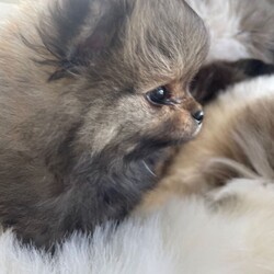 STUNNING TINY KC BOY PUPPYS AVAILABLE /Pomeranian/Female/Sex: Male,I’m Happy to announce the birth of our beautiful kennel club tiny bear faced Pomeranian puppies (boys) 
