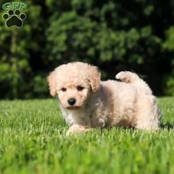 Charlie/Bich-Poo									Puppy/Male	/6 Weeks,Meet Charlie, an adorable Bichapoo puppy with a cheerful personality and a sweet little face that is impossible to resist! Full of happiness and charm, Charlie loves spending his days playing with toys, exploring new things, and making friends with everyone he meets. Whether he’s enjoying a fun outdoor adventure or snuggled up beside you for some cuddle time, he’s always happiest when he’s with his people. With his affectionate nature, playful spirit, and lovable personality, Charlie is sure to bring endless love, laughter, and joy to his forever family.