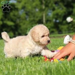 Charlie/Bich-Poo									Puppy/Male	/6 Weeks,Meet Charlie, an adorable Bichapoo puppy with a cheerful personality and a sweet little face that is impossible to resist! Full of happiness and charm, Charlie loves spending his days playing with toys, exploring new things, and making friends with everyone he meets. Whether he’s enjoying a fun outdoor adventure or snuggled up beside you for some cuddle time, he’s always happiest when he’s with his people. With his affectionate nature, playful spirit, and lovable personality, Charlie is sure to bring endless love, laughter, and joy to his forever family.