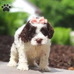Lola/Cockapoo									Puppy/Female	/7 Weeks,Meet Lola, an absolutely adorable F1 Cockapoo puppy with a playful personality and a heart full of love! This sweet little girl loves exploring her surroundings, chasing after toys, and cuddling up for cozy naps after a fun day of play. With her soft fluffy coat, bright eyes, and happy spirit, she brings joy everywhere she goes. Friendly, affectionate, and full of charm, this precious puppy is sure to make every day brighter with her loving nature and adorable antics.